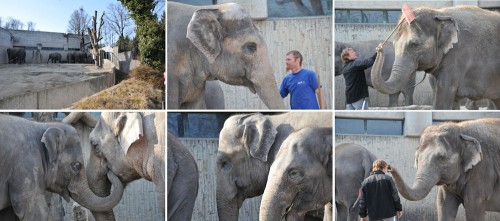 Tamron 18-270 _Elefantastisches