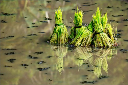 Foto: Stefan Forster