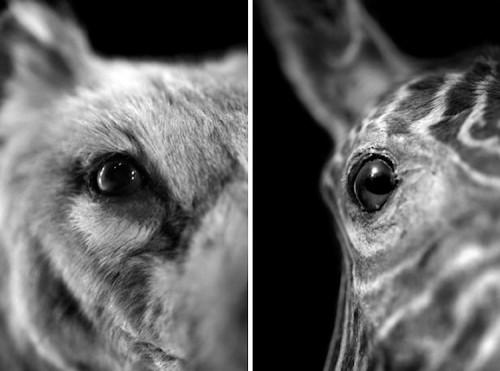 Marc Volk - NEGLECTED Tiere 750