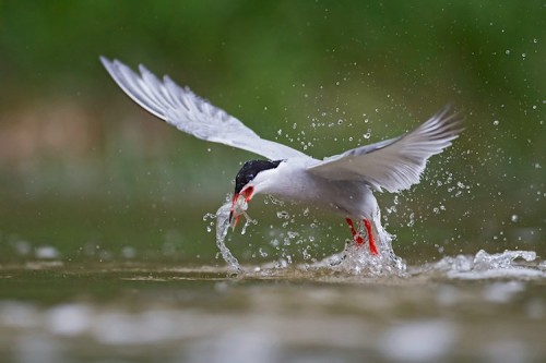 Sterna hirundo, Common Tern, Kalatiira