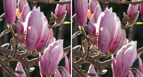 Sigma_Tamron_150_11-Magnolie_1200