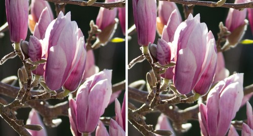 Sigma_Tamron_150_5.0-Magnolie_1200