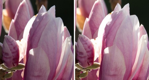 Sigma_Tamron_350_11-Magnolie_1200