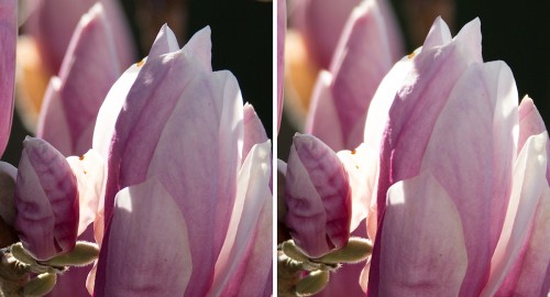 Sigma_Tamron_350_5.0-Magnolie_1200