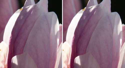 Sigma_Tamron_600_11-Magnolie_1200