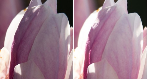 Sigma_Tamron_600_5.0-Magnolie_1200