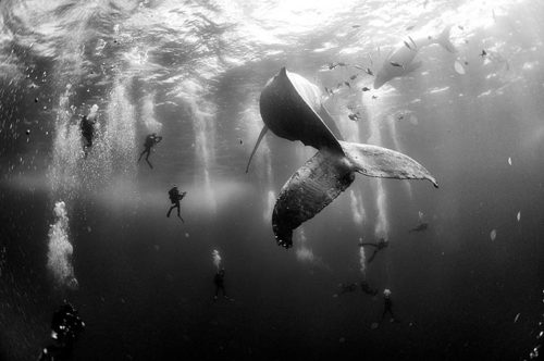 Anuar Patjane Floriuk - Whale Whisperers