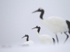 Red Crowned Cranes (Grus japonensis), Japan, Hokkaido; Canon 1Ds Mark IV, Canon EF 500mm f/4L IS USM, tripod. These magnificent and highly threatened birds always inspire me to bring out their graphical qualities. The mist helped to keep everything simple. The beauty and fragility of these birds were put in a disquieting context when, during this trip, I witnessed the earthquake and threat by the tsunami and the nuclear power plant.