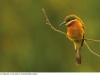 03_Belp Barelli Bee-eater 880