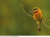 03_Belp Barelli Bee-eater 880 03_Belp Barelli Bee-eater 880
