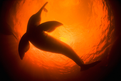 Kevin Schafer. Amazon River Dolphins or Botos (Inia geoffrensis) Underwater, Ri