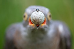 GDT-Wettbewerb «Europäischer Naturfotograf des Jahres 2011»