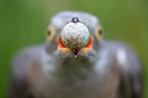 GDT-Wettbewerb «Europäischer Naturfotograf des Jahres 2011»