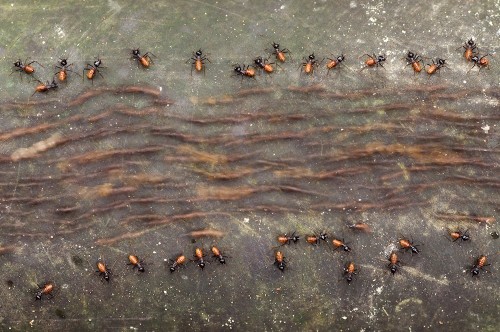 GDT-Wettbewerb «Europäischer Naturfotograf des Jahres 2011»