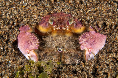 GDT-Wettbewerb «Europäischer Naturfotograf des Jahres 2011»