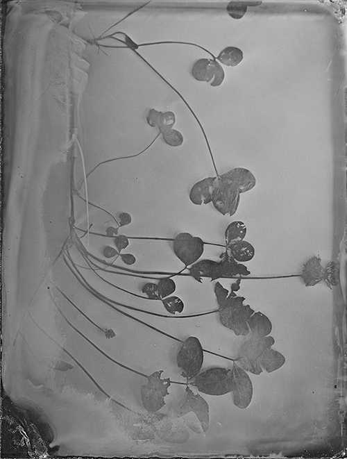 Daniel Infanger Wet Plate