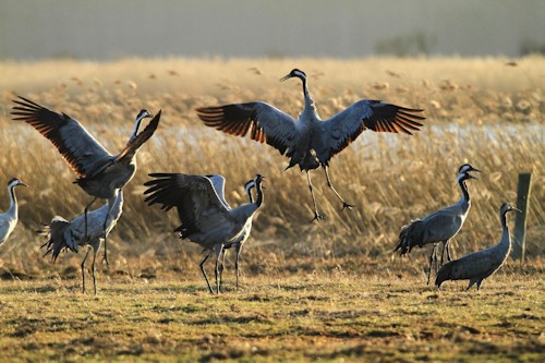 Günther Nowald - Kranichbeobachtung