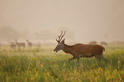 Klaus Herbert Schroeter Rotwildpirsch
