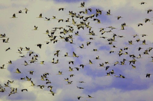 Mario Müller - Kranichzug