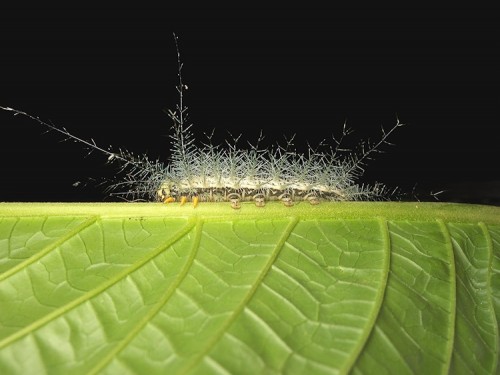 Gunnar Remane P1060701