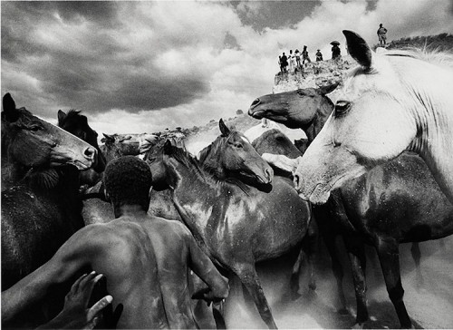 Westlicht_Los_163_Ulrich_Mack_Wild_Horses