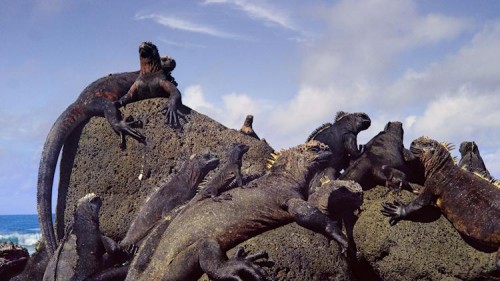 Galapagos Riesenechsen