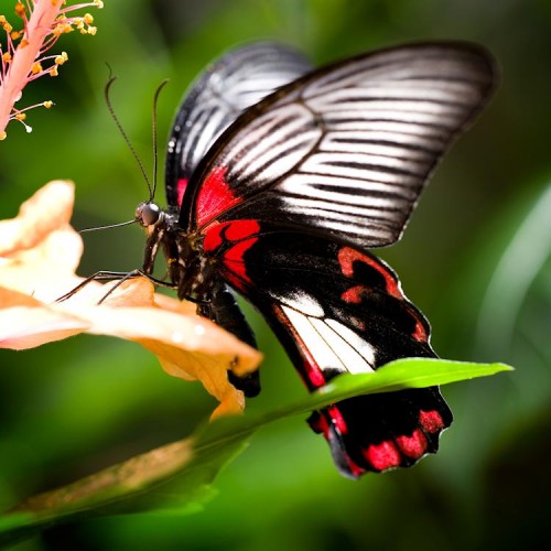Open-Air-Installation »Butterfly« vor dem Messeeingang Süd