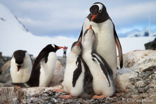 Pinguine_CM_K1-00027-a_Familie