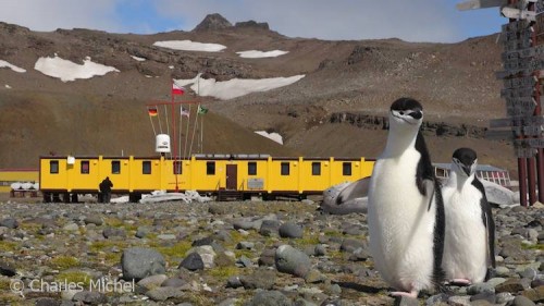 Pinguine_CM_K1-00071_Arctowski