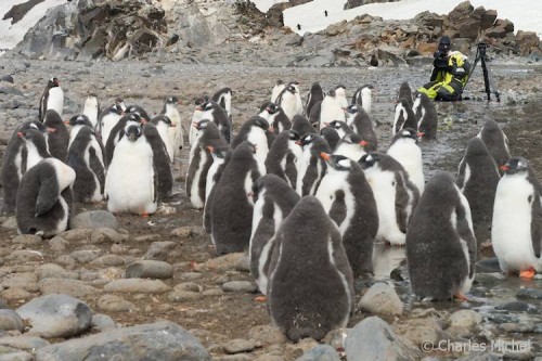 Pinguine_CM_K1-01202_Gruppe