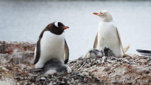 Pinguine_CM_K1-02377_Albino