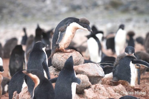 Pinguine_CM_K1-09959_Schau_da