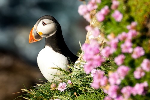 Papageientaucher an Steilküste von John o’Groats