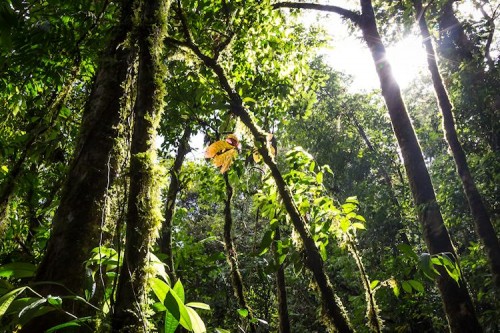 Rolf_Arni_Costa Rica