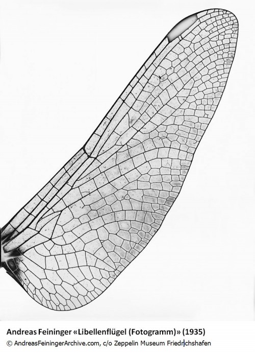 Feininger_Libellenflügel, 1935