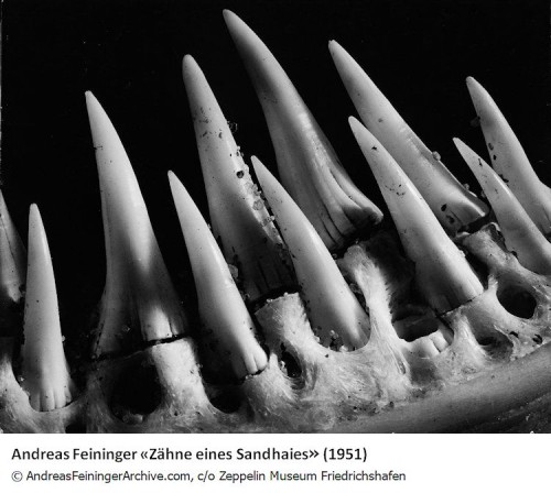 Feininger_Zähne eines Sandhaies, 1951