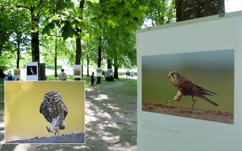 Photo_Muensingen_Austin_Thomas_750