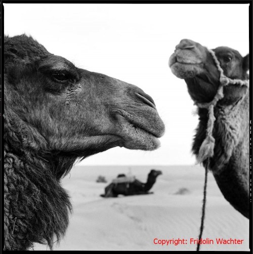 Fridolin Wachter Kamele