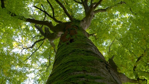 Naturvision_Energie_aus_dem_Wald_-_Die_Grenzen_der_Nachhaltigkeit