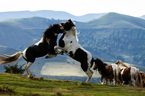 Naturvision_Wild_France_-_Le_plus_beau_pays_du_monde