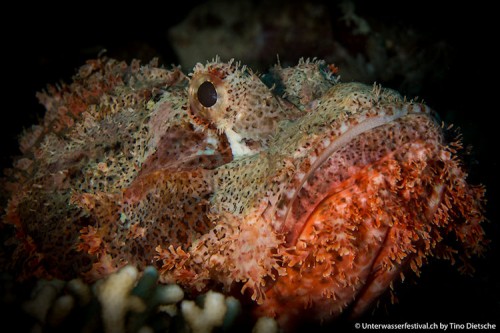 Unterwasserfestival_Tino_Dietsche_01_750