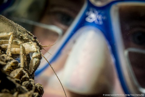 Unterwasserfestival_Tino_Dietsche_02_750