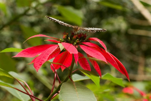 Luzi_Widmer_Begegnung_in_Laos_PD0A8146m_750