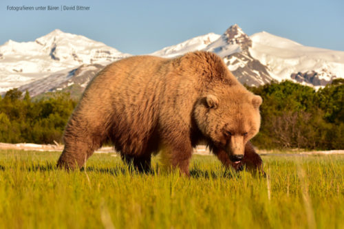 Nikon David Bittner 750