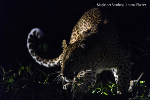 Nikon Lorenz Fischer 750