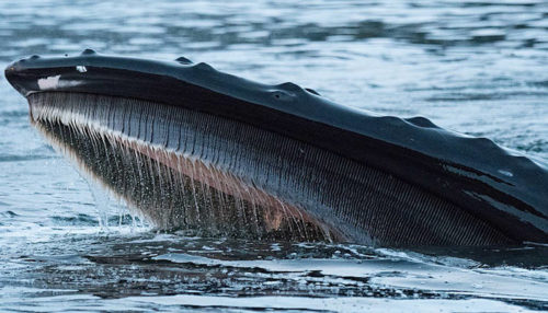 Schaeublin_D500_Suedostasien_03