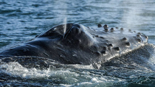 Schaeublin_D500_Suedostasien_09