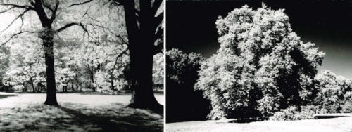 5a Ilford Infraot Ilford SFX200 Infrarot und Rollei IR Ronald Vedrilla_750