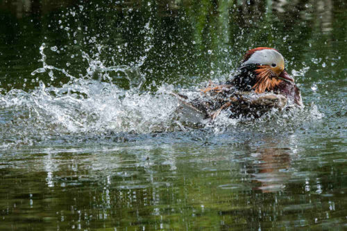 Turtschi D500 Ente einzeln 1000