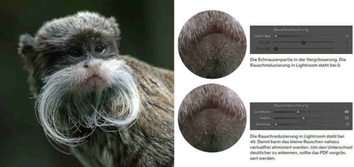 Turtschi D500 Tamarin 1000